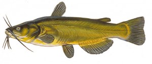 Catfish, black bullhead (Pesce gatto) (Ameiurus melas)