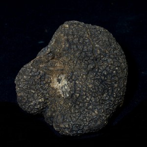 Black truffle (Tuber melanosporum)