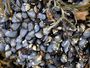 Blue mussel by Hans Hillewaert