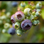 Blueberries by Fabrizio Longhi