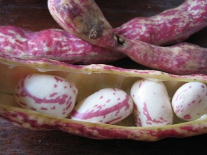 Borlotti beans by Kattebelletje