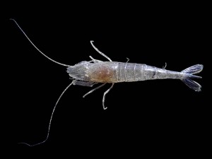 Brown shrimp / Sand shrimp / Bay shrimp / Common shrimp (Gamberello / Gamberell / Gambero di sabbia) (Crangon crangon) 