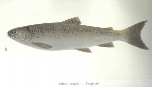 Carpione by Freshwater and Marine Image Bank
