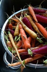 Carrots by Susy Morris