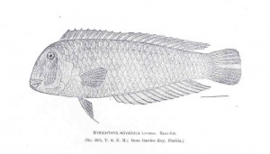 Wrasse, cleaver / Razorfish, pearly (Pesce pettine/U surici) (Xyrichtys novacula)