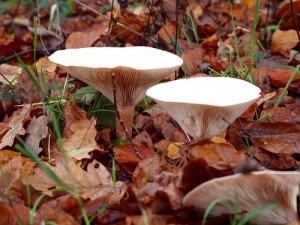 Funnel / Trooping funnel / Monk’s head (Cimballo / Imbutino) (Clitocybe gibba, Infundibulicybe geotropa / Clitocybe geotropa)