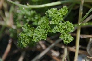 Curly parsley (Prezzemolo riccio) (Petroselinum crispium / Petroselinum sativum) 