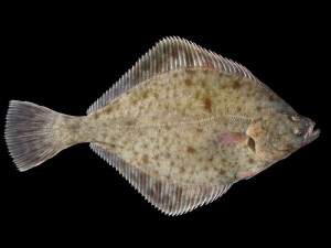 Flounder, European (Passera pianuzza/Passera) (Platichthys flesus flesus)