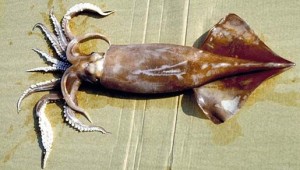 European flying squid (Totano) (Todarodes sagittatus) 