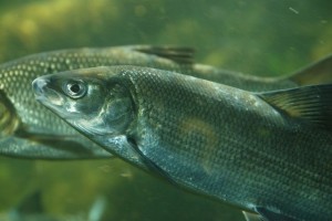 Whitefish, European (Coregone/Bondella, Lavarello) (Coregonus lavaretus, Coregonus macrophthalmus)