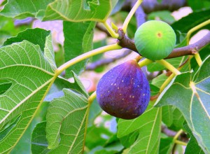 Fig 