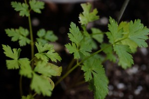 Flat leaf parsley / Continental parsley (Prezzemolo comune) (Petroselinum crispium, var. Neapolitanum / Petroselinum hortense) 