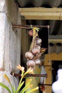  Garlic (Aglio) (Allium sativum)