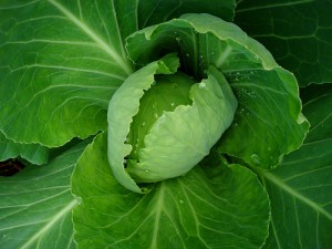 Green Dutch head cabbage by Christian Guthier