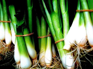 Spring onion / Green onion / Scallion (Cipollotto / Cipolle novelle)