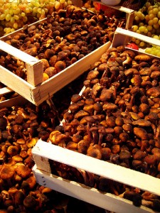 Honey armillary mushroom (Chiodino / Piopparello / Pioppino) (Armillariella mellea)