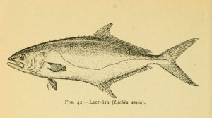 Leerfish / Garrick (Leccia) (Lichia amia)