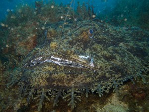 Monkfish / Angler / Frog fish (Rospo / Coda di rospo / Rana pescatrice) (Lophius piscatorius)