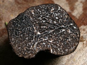 Muscat black truffle by Wikimedia Commons