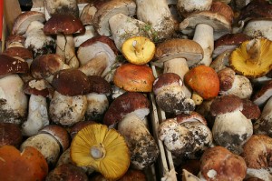 Mushroom (Fungo) (Boletus)
