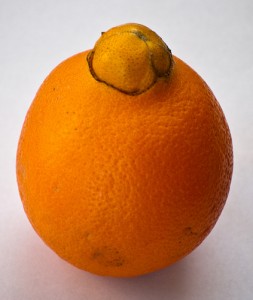 ommon orange / Juicing orange (Arancia dolce) (Citrus sinensis) 
