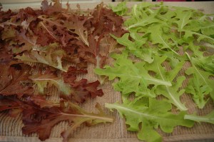 Loose-leaf lettuce by Joana Petrova