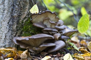 Oyster mushroom (Orecchione / Fungo ostrica / Pleurotus / Gelone) (Pleurotus ostreatus)