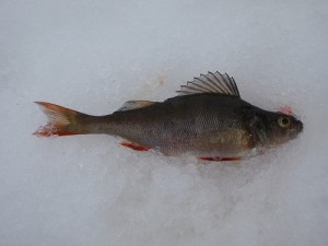 Perch / European perch / Redfin perch / English perch (Pesce Persico / Perca/ Persico reale) (Perca fluviatilis)