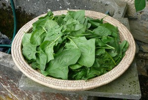 Spinach (Spinacio) (Spinacia oleracea)
