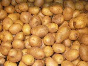 Potato (Patata) (Solanum tuberosum)
