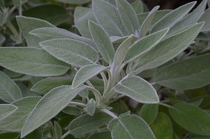Sage (Salvia) (Salvia officinalis)