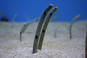 Eel, Mediterranean sand (Cicerello) (Gymnammodytes cicerelus)