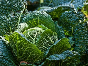 Savoy cabbage by William Warby