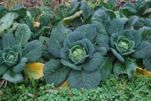 Savoy cabbages by Tom & Oliver