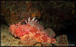 Scorpionfish (Scorfano) (Decentrarchus labrax)