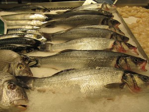 Sea bass / Sea perch (Branzino / Spigola / Pesce lupo) (Dicentrarchus labrax)