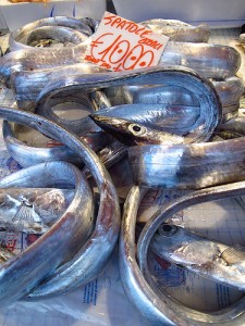 Scabbardfish, silver (Pesce sciabola / Pesce spatola / Pesce bandiera) (Lepidopus caudatus)