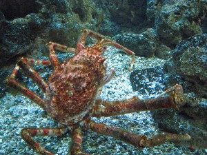 Cuillère Orphie MEFO Octopus truite de mer morue wels recht