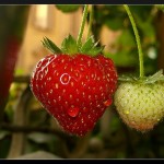 Strawberry / European wild strawberry/ Alpine strawberry (Fragola / Fragolina / Fragola di bosco / Fragola selvatica) (Fragaria / Fragaria vesca)