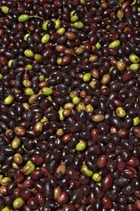 Olive (Oliva / Uliva) (Olea europaea sativa)