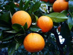 ommon orange / Juicing orange (Arancia dolce) (Citrus sinensis) 
