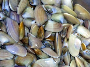 Wedge shelled clams
