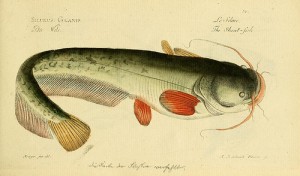 Catfish, Wels / Sheatfish (Siluro) (Silurus glanis)