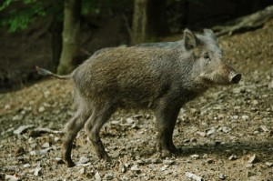 Wild Boar (Cinghiale) (Sus scrofa)