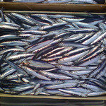 Fresh anchovies 
