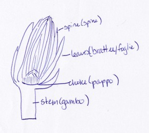 Artichoke anatomy