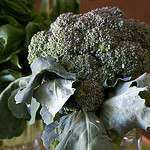 Broccoli by Susy Morris