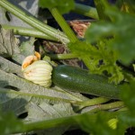 zucchini; lombardia
