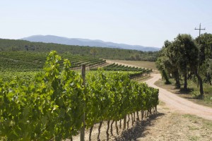 Masseto vineyard