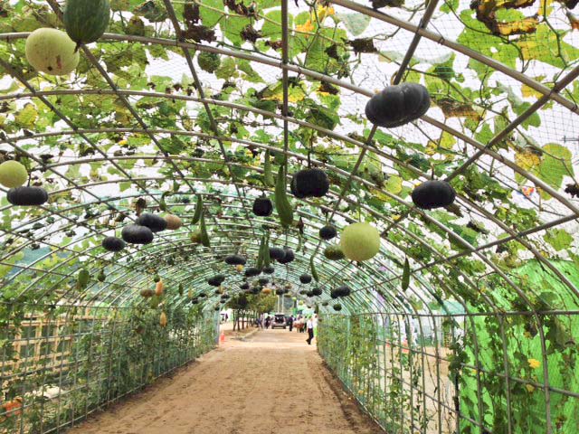 Entrance to AsiO Gusto under a canopy of squash